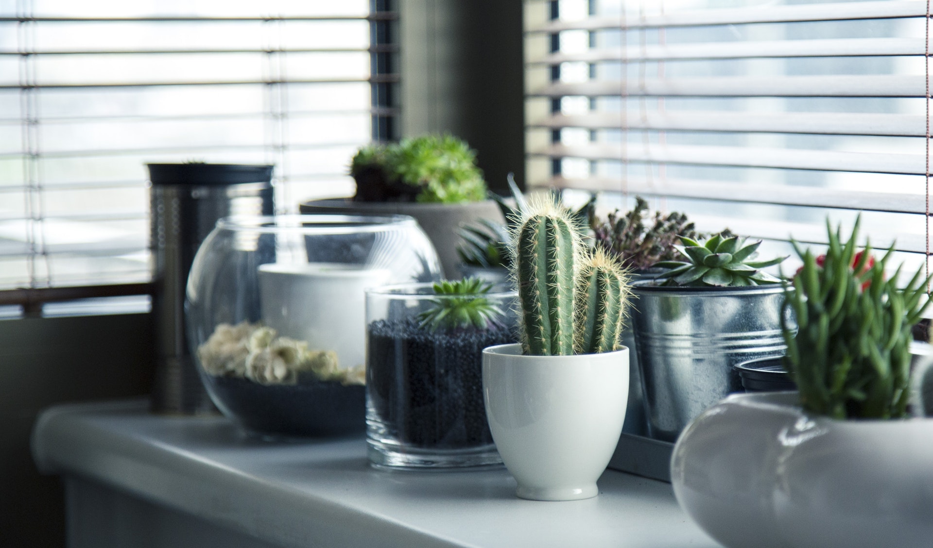pots-plants-cactus-succulent.jpg