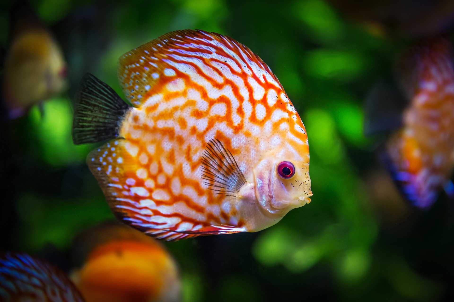 discus-fish-1943755_1920.jpg