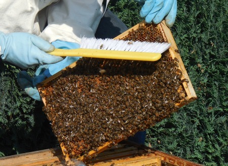 蜜蜂养殖技术视频，养蜜蜂技术视频教程