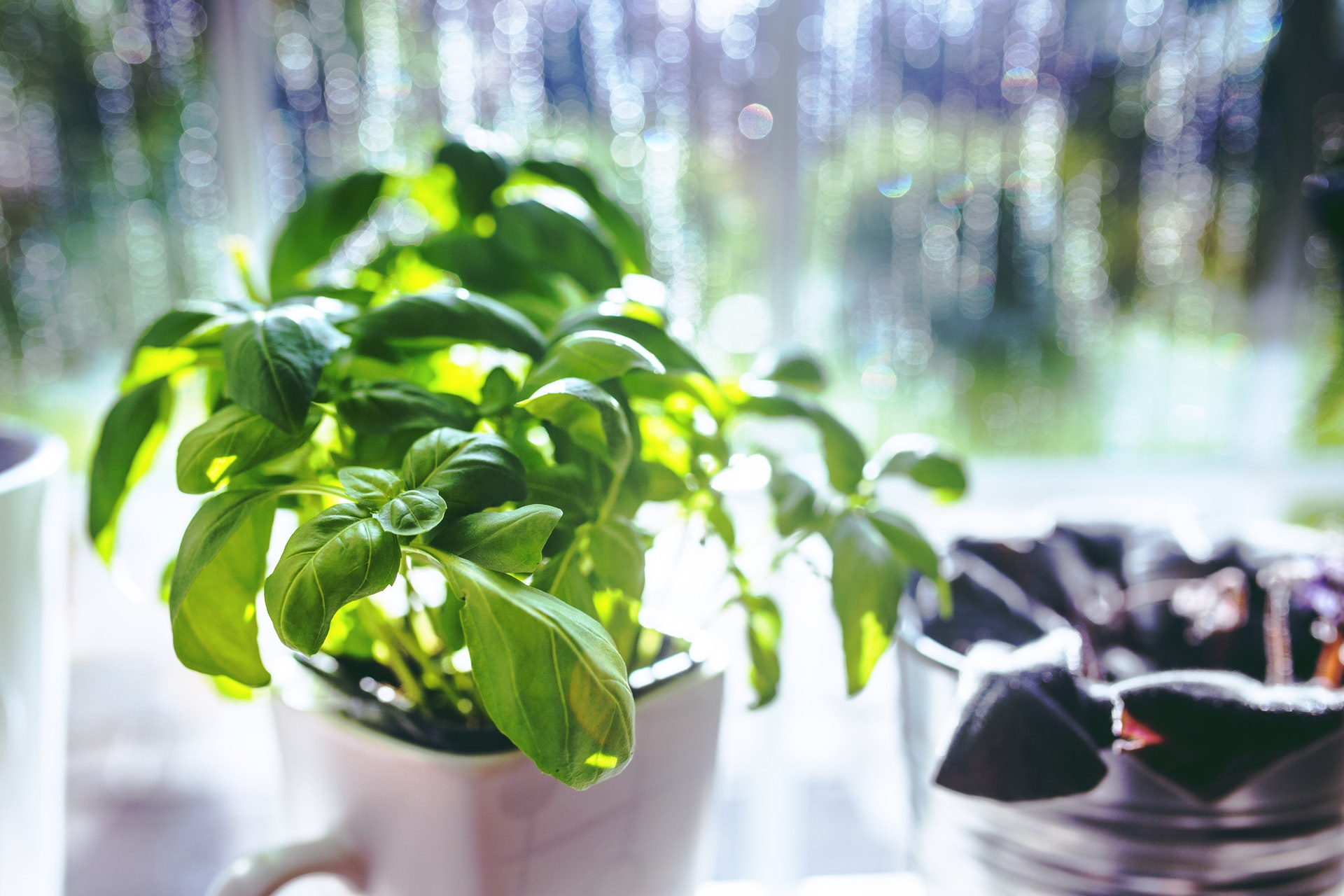 成都室内植物租摆有哪些建议? 成都室内植物租摆有哪些建议?