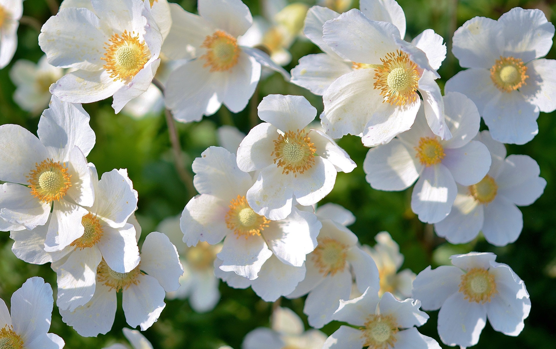 white-flower-plant-flowers-67608.jpeg