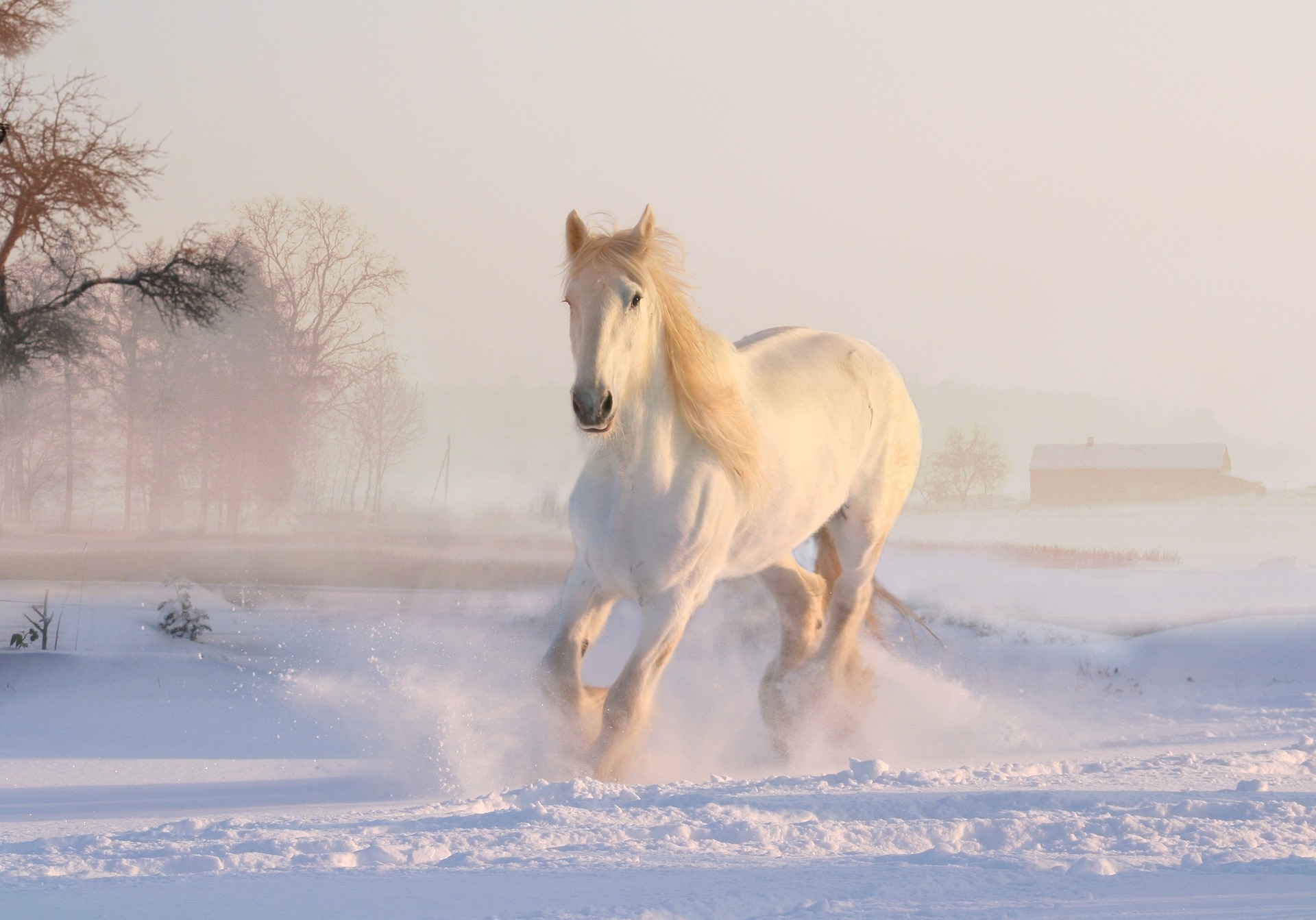 white-horse-3010129_1920.jpg